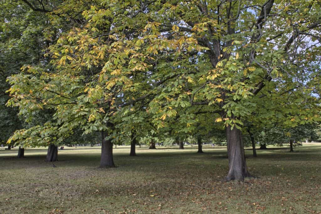 The start of autumn in a park