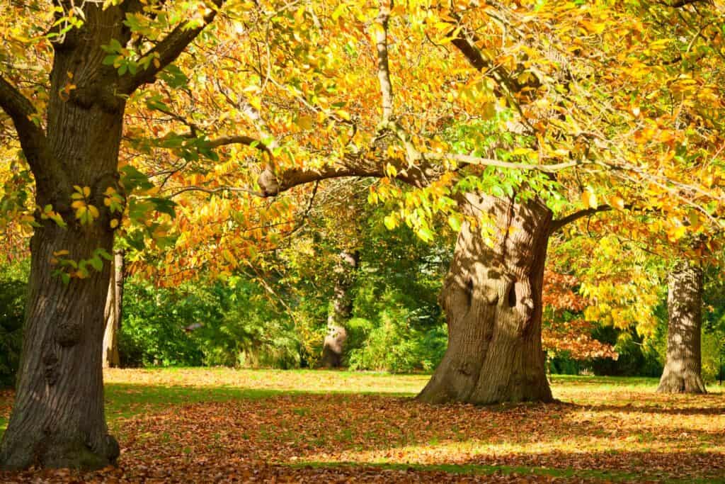 Trees in a park in autumn in the concept of parks and green spaces in West London.