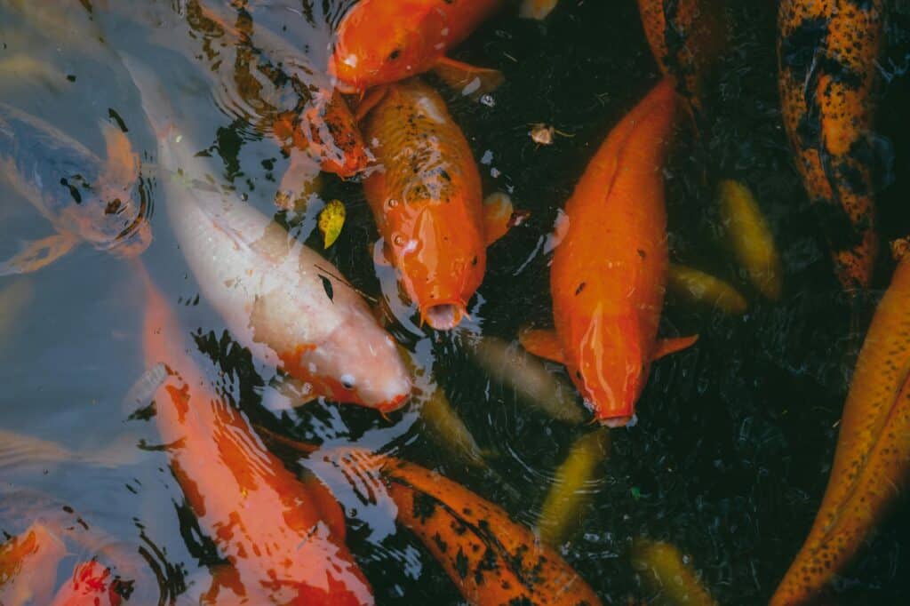 Closeup of koi in a pond