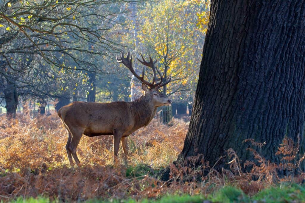 Male red deer in a park