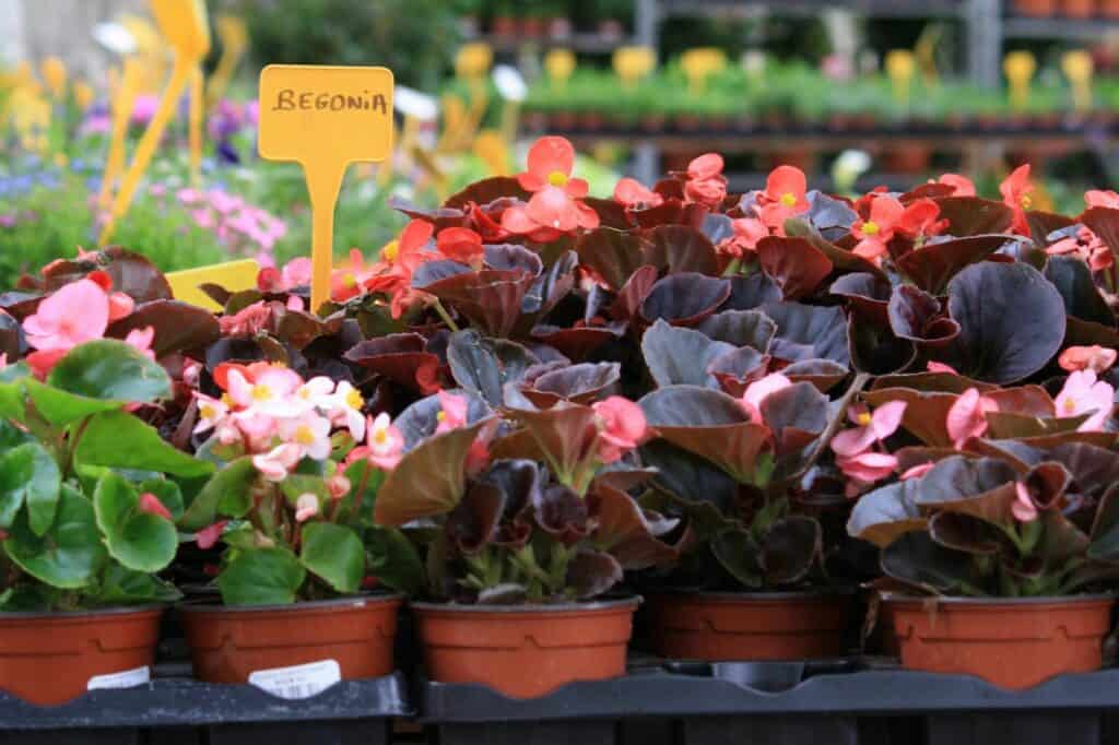 Flowers in pots for sale in a flower market