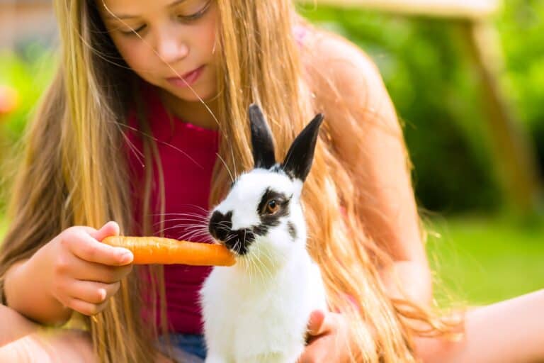 A female child feeding the rabbit with a carrot in the concept of 'Managing Pet Transportation When Moving House'.