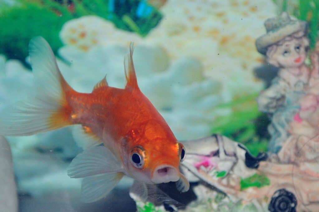 Closeup of a goldfish in the tank before the house move
